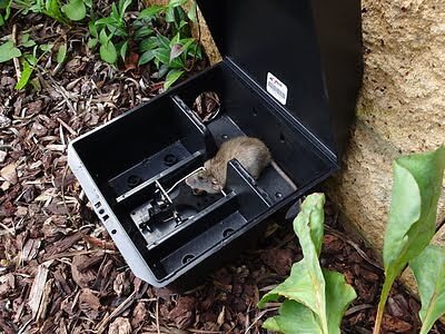 mouse trapping