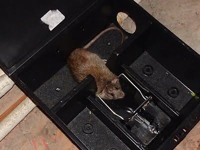rodent trapping